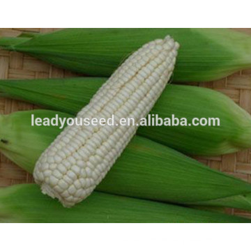 MCO05 Nuo hohe Produktion hybride wachsartige Maissamen zum Pflanzen